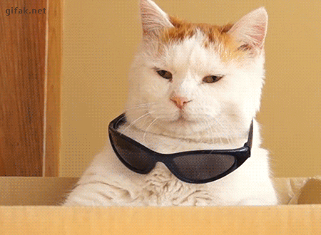 GIF van kat met zonnebril